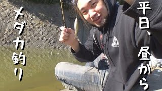シバターの休日シリーズ！平日昼間からメダカ釣り【究極の暇人】
