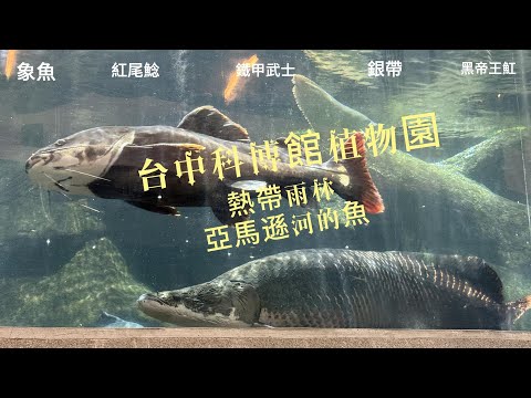 台中科博館植物園：熱帶雨林亞馬遜河流域魚
