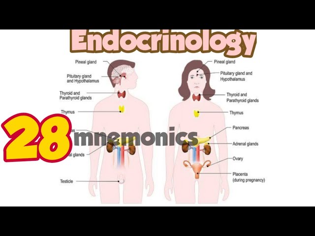 Nursing Mnemonics And Acronyms Endocrine System Nursing