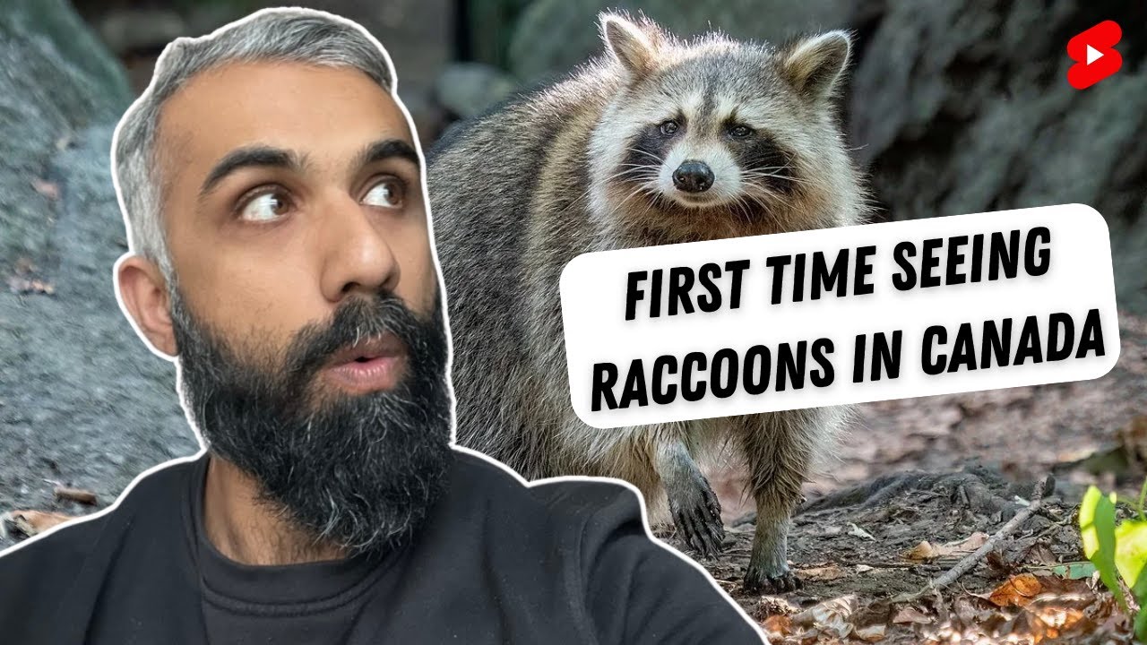 First time seeing Raccoons in Canada - YouTube