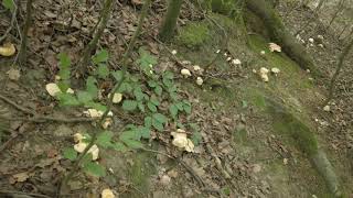Hedgehog Mushroom Hydnum Repandum
