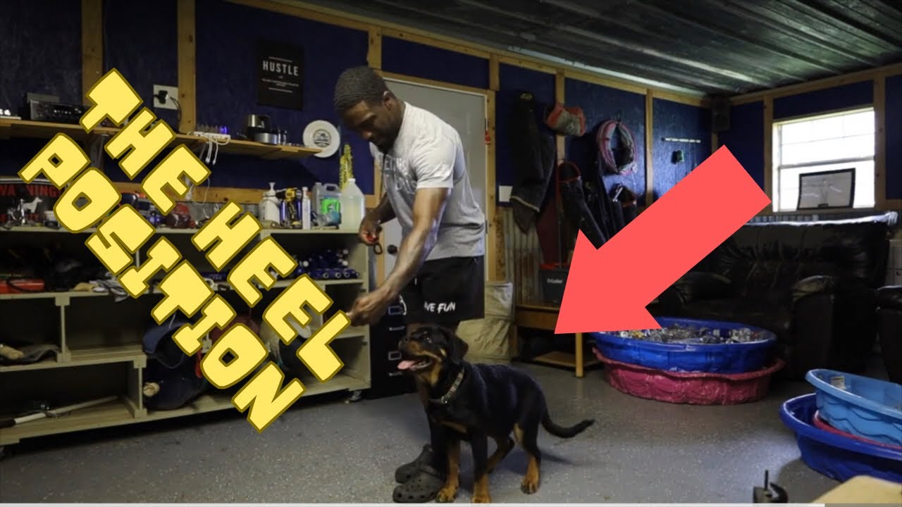 Rottweiler Training, Heel Position !!