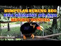 kumpulan burung beo pintar bicara bisa ngomong apa saja dan menirukan suara manusia