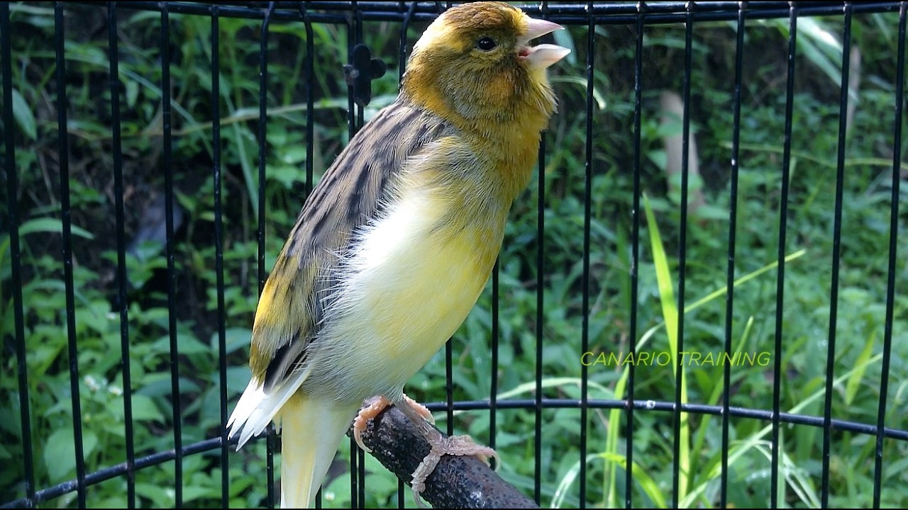 Sessão de Sons Para Canário Belga — Treino Sonoro Contínuo,  CANÁRIO BELGA VAI CANTAR MUITO!