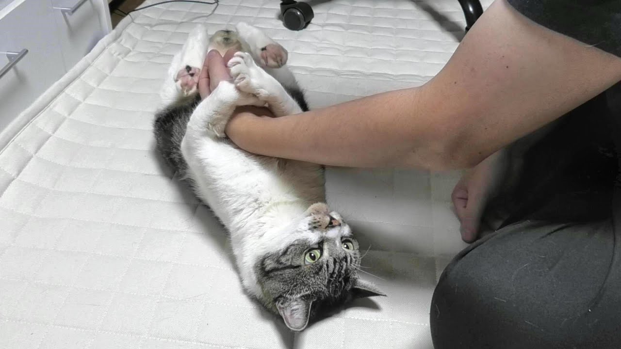 猫にちょっかい出したらケリケリされましたｗ やった後は何かと気まずいリキちゃん リキちゃんねる 猫動画 Cat Video きじしろねこのいる暮らし Youtube