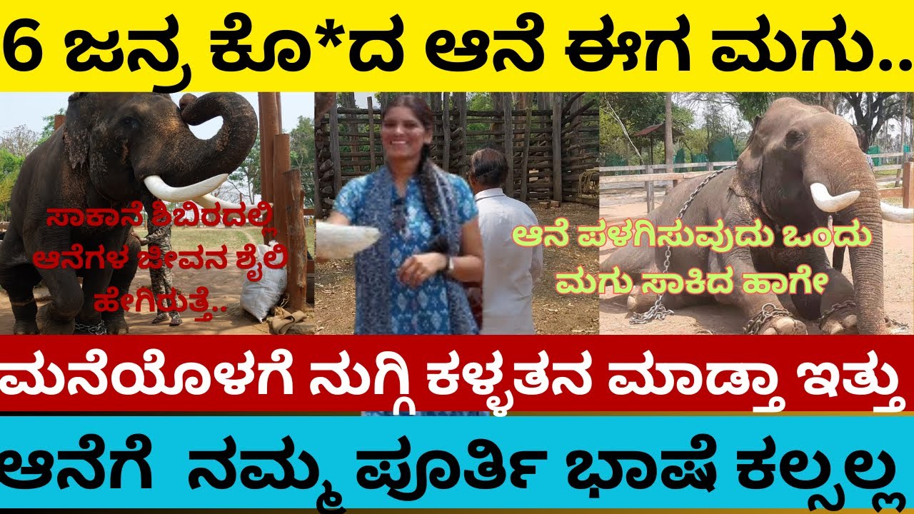 Dubare elephant camp | ಆನೆಗೆ ನಮ್ಮ ಭಾಷೆ ಪೂರ್ತಿ ಗೊತ್ತಾದ್ರೆ ನಮ್ಮ ಸುಮ್ನೆ ಬಿಡಲ್ಲ | kathahandara