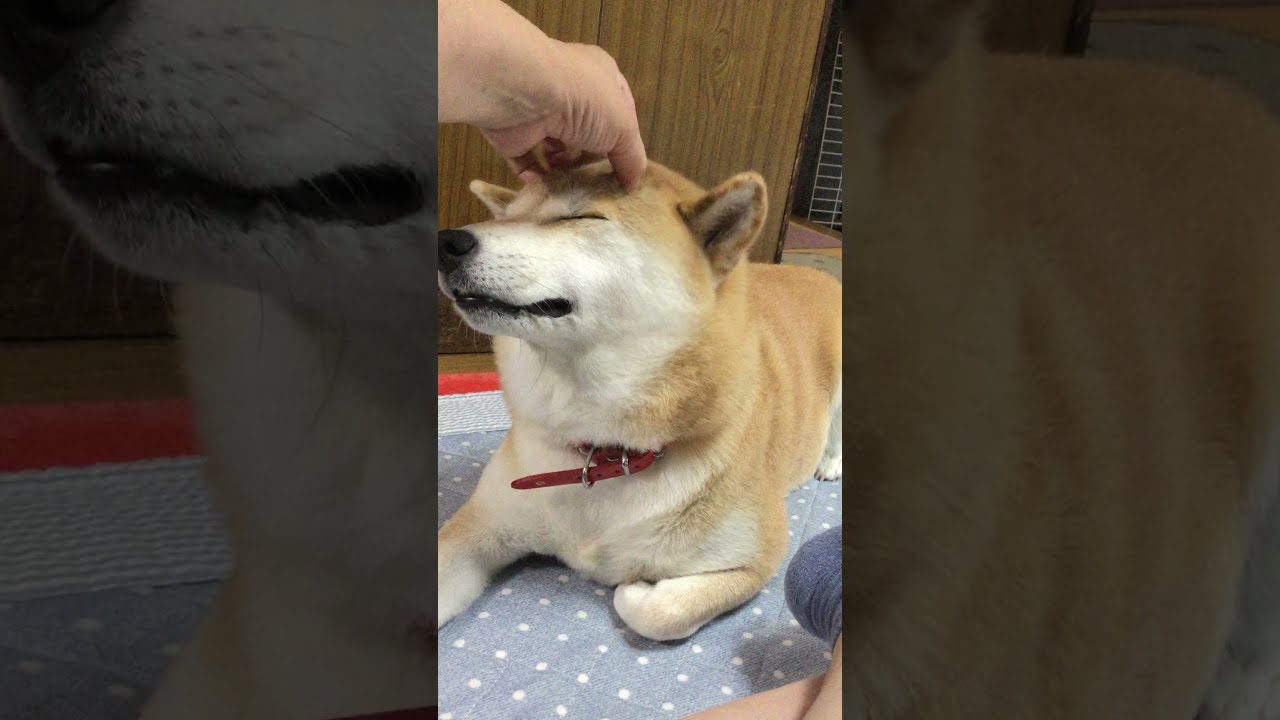 犬と会話 柴犬 ふく なでなでからのおやつの催促 Youtube