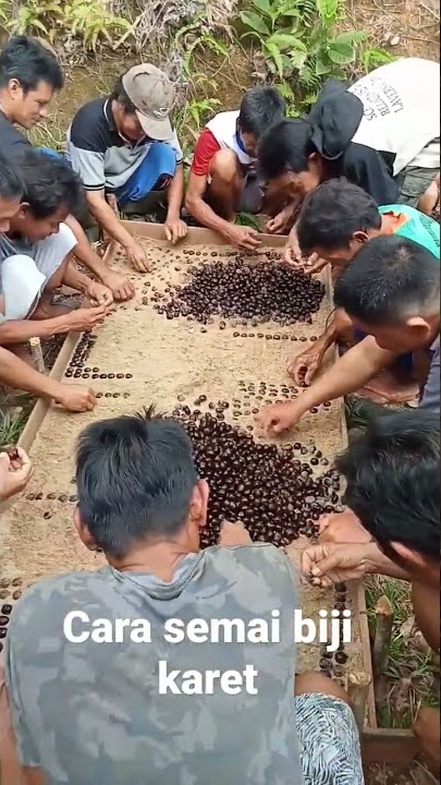 semai biji karet