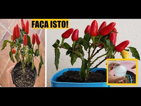 Vídeo: Minhas mudas de pimenta estão morrendo: razões para o amortecimento da pimenta