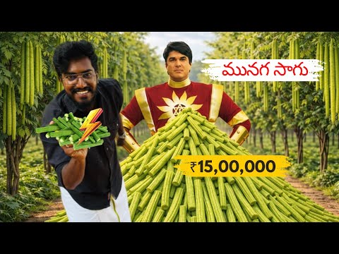 ₹15,00,000🥒లాభం ఒక్క సంవత్సరంలో ఉందా? మునగ సాగు |Agrotill #farmingbusiness