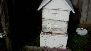 NIKON 009.avi Irwin's bees 12-19-2009