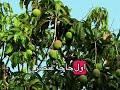 ليه تسميد المانجو بعد العقد 