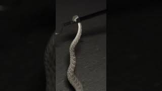 Injured Rattlesnake Bites and Holds On!