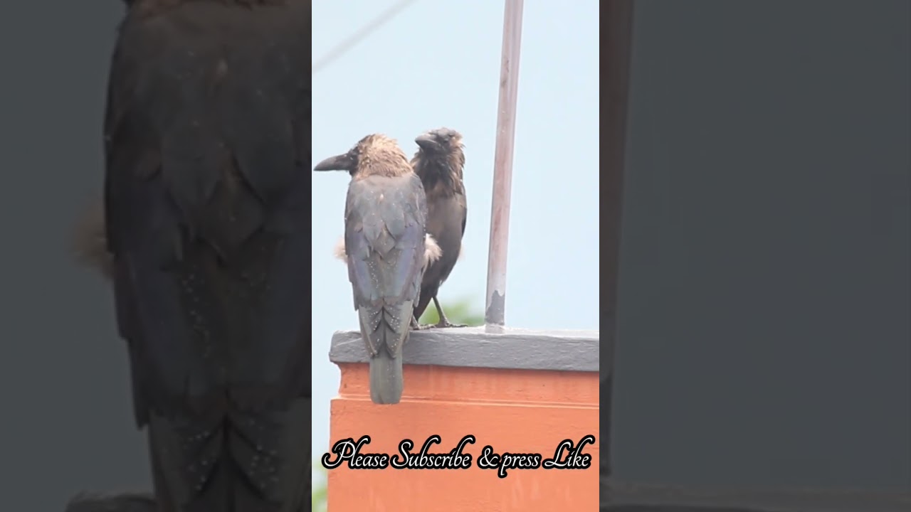 Title:💞 Two Crows Showing Affection in the Rain | Beautiful Crow Behavior in Monsoon 🌧️🐦