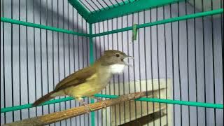 Download lagu Besetan Cucak Jenggot Betina Saat Birahi #cocok buat masteran dan pancingan Jenggot Bahan