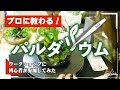 【初心者でも簡単】ADAスタッフに学ぶパルダリウムの作り方＆管理方法【NATURE AQUARIUM EXHIBITION パルダリウムワークショップ】