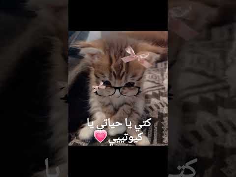 كتي أمور
