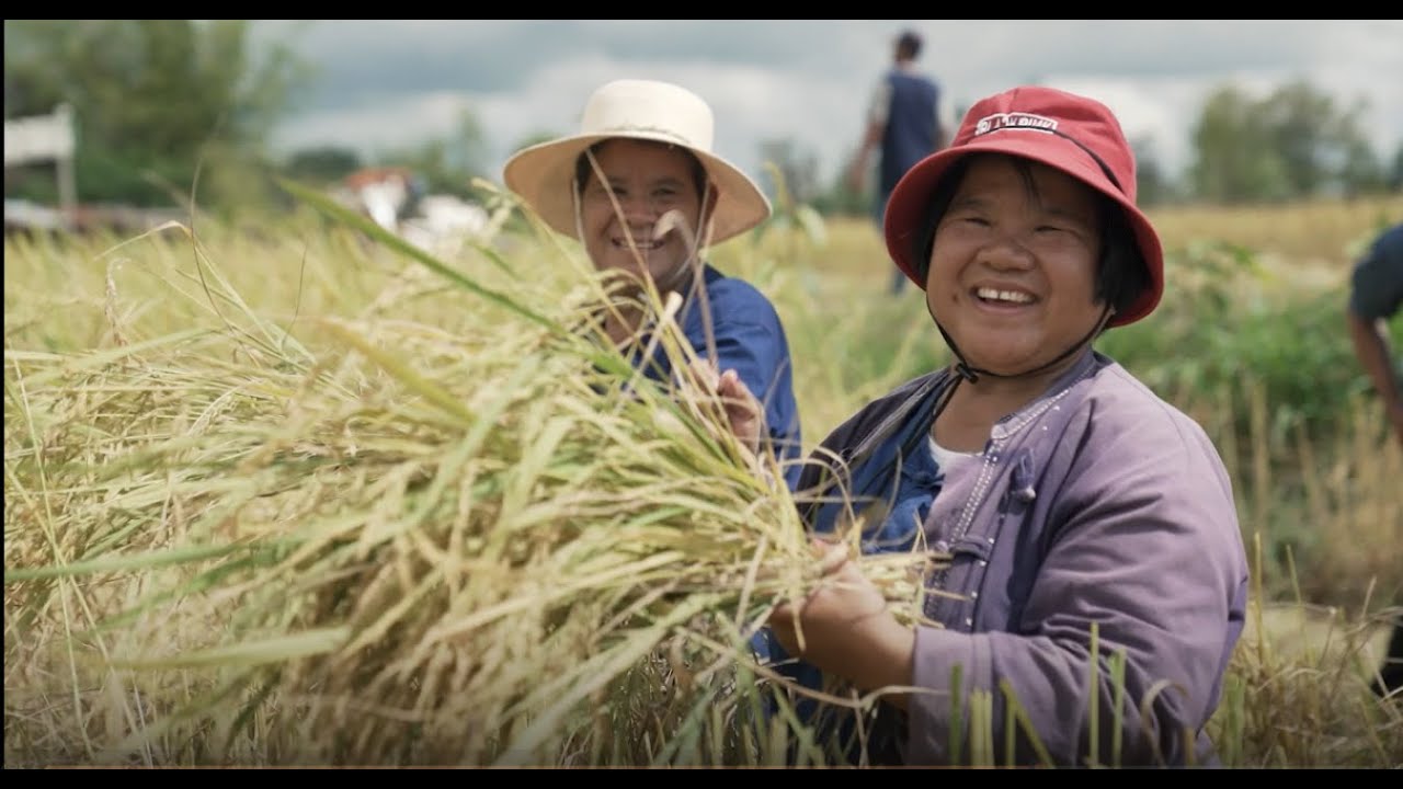 Partnership Impact: How growing rice can benefit business, communities ...