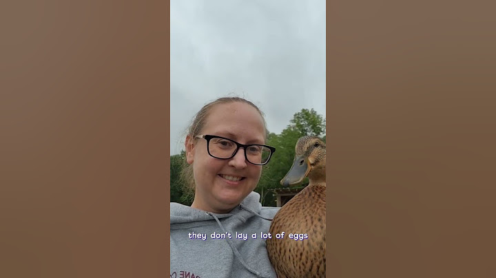 Sharon the Duck #duckfarming #goodmorning #ducks #MuddyPawsFarm #rouen