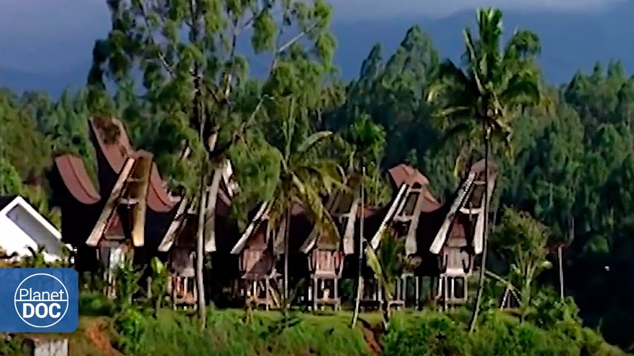 Documentary backdrop image for The Toraja, in action: one of the most peculiar societies on the planet (2020)