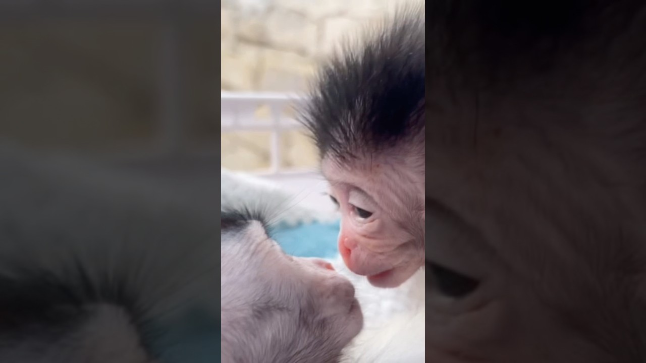 "Unbelievable Bond! Orphan Baby Monkey Thinks Cici Is Its Mother 🐒✨"