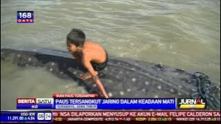 Dua Bangkai Ikan Hiu Tutul Tersangkut Jaring Nelayan