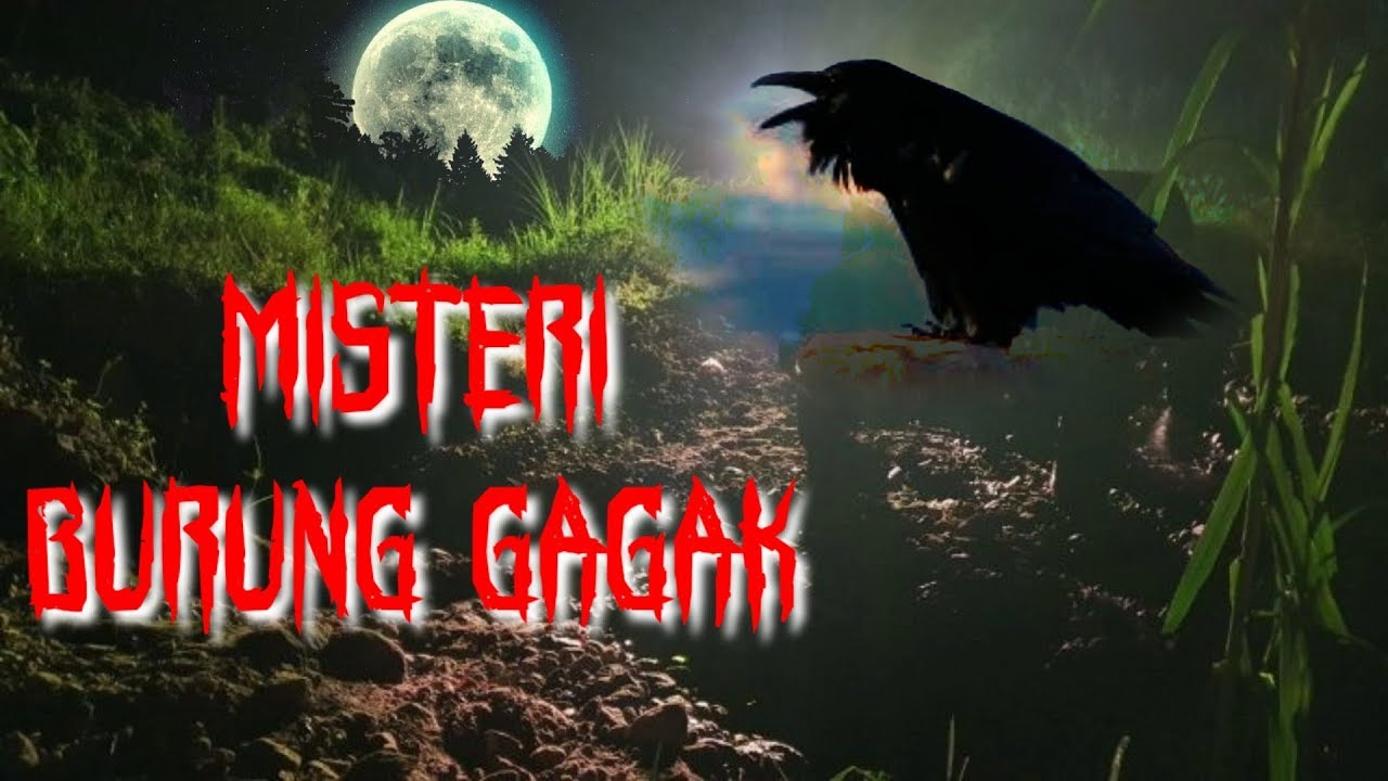 yakin pasti tak pernah tau sebelumnya tentang burung ini sebelumnya