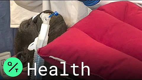 Leslie the Gorilla Treated for Cataract at San Die...