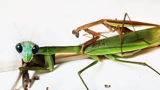 An amazing mating of the mantis that lasts 12 hours. Will Wiwi be able to finish mating safely?