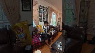 Which team should Jojo go for? ⚽️ #dog #funny #viral #funnydogs #dogvideos