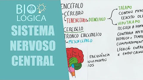 Fazem a ligação entre o encéfalo e medula espinhal e todo organismo?