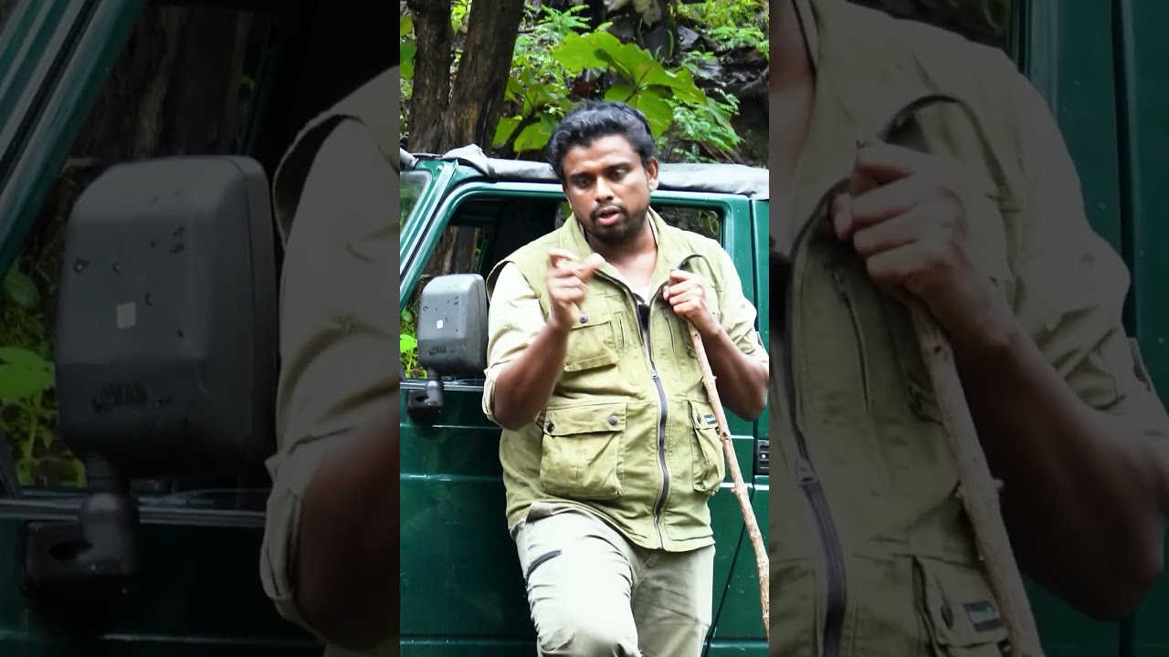 Can a device track the Location of Tigers ? 