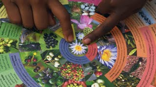 Explaining Indigenous Australian seasons