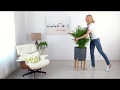 Bella Palm Potted In Mediterraneo Tall Planter Bella Palm Potted In Mediterraneo Tall Planter