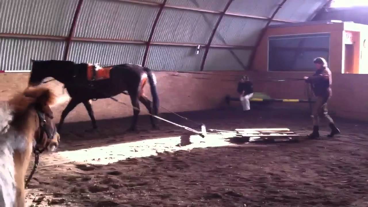 Sweety wird Kutschpferd