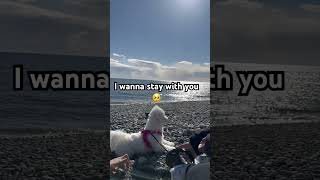 Please listen to her #daisy #adorably #cute #dog