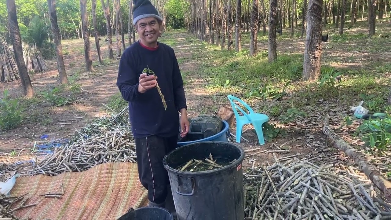 6 มีนาคม 2569 พาชมสวนยางพารา และเตรียมปลูกมันสำปะหลัง #น้องเพนเน่ 