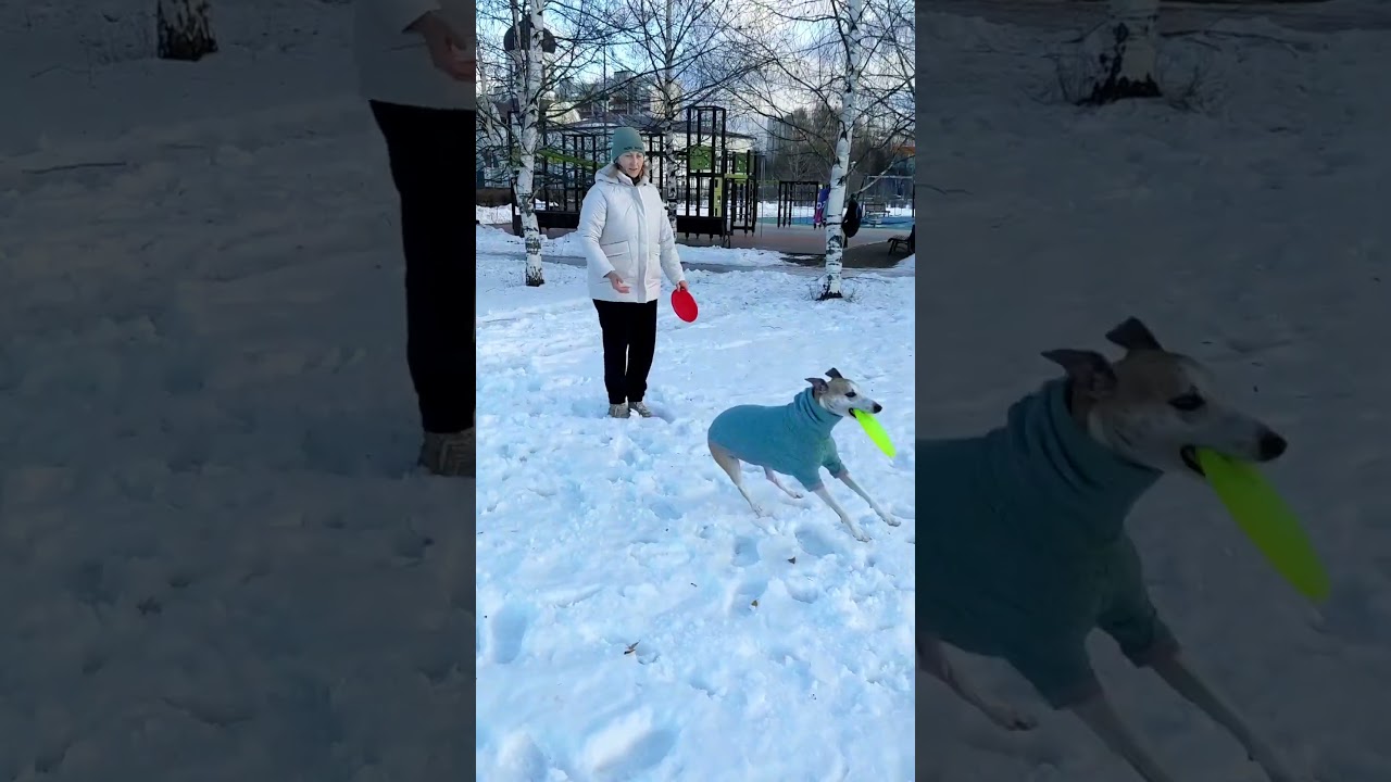 Уиппет Эвр - левый флип и немного правого 