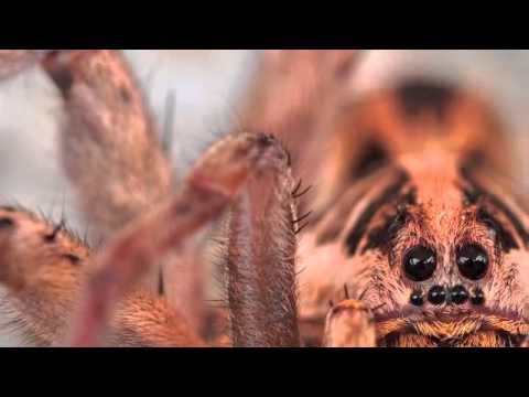 Photo macro by Giovanni Sanna