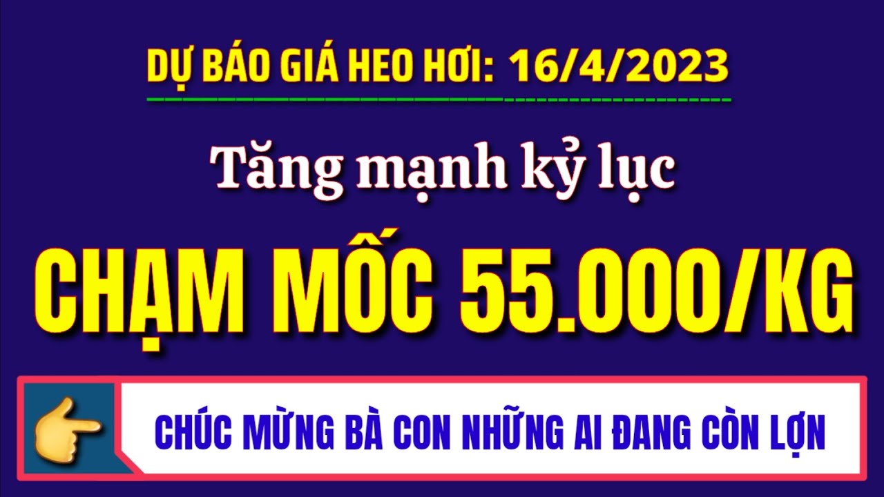 Giá heo hơi ngày hôm nay 16/4/2023 || Tăng nhanh kỷ lục, chạm mốc 55. ...