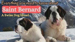 Saint Bernard Everything you need to know about. Swiss Dog breed info.