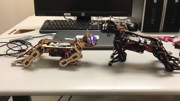 Hilarious Robotic Cats Battles Its Reflection  | Nybble Vs Nybble | PetoiCamp