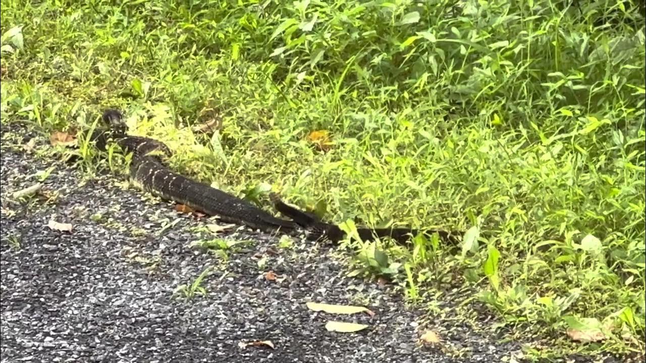 Two Timber Rattlesnakes Mating in the PA Grand Canyon YouTube