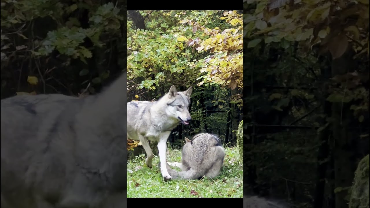 "Wolves in wild rivalry – the fight for the prey" 🐺"Волки в дикой схватке – битва за добычу 