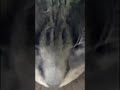 CAT #gatos #gato #cat #update #shortsviral #viral #shortvideos #shorts #love #cutecat #trending