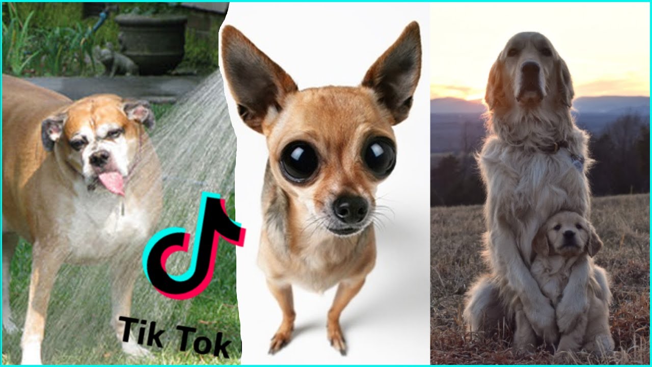 Dogs Doing Funny Things TIK TOK Compilation ~ Cutest ...
 |Tiktok Dog