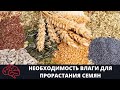 Необходимость влаги для прорастания семян Опыт