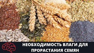 Необходимость влаги для прорастания семян Опыт