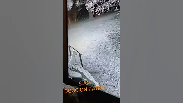 Dogo Argentino Sees Ghost WAtch And Tell Me If You See Something Live Bgmi Short Bhfyp 