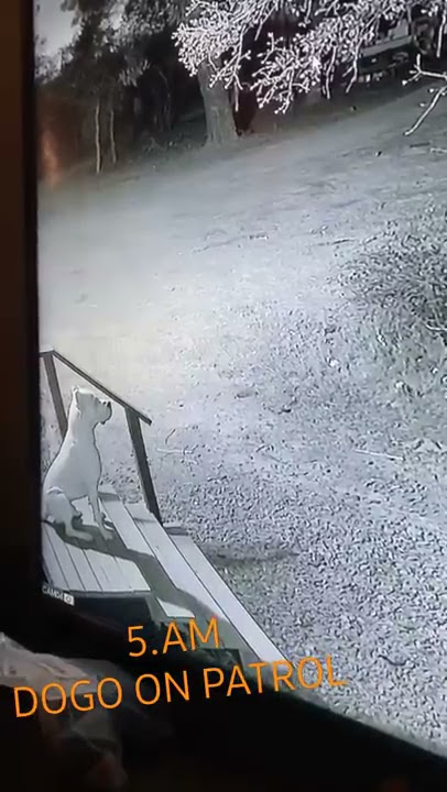 🔹️ Dogo Argentino🔹️sees Ghost!🔹️WAtch and tell me if you see something #live #bgmi #short #bhfyp